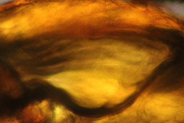 Abstract polarizing micrograph of muscle and other body parts of a crane fly.