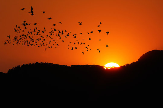 sunset time on the mountain with birds