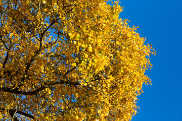 Autumn Leaves Sunny Fall Landscape Colorful Foliage Background