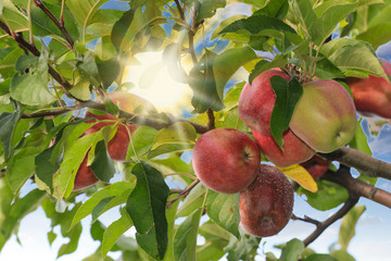Apples in tree