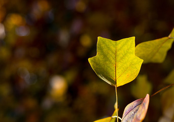 Autumn Leaves Sunny Fall Landscape Colorful Foliage Background