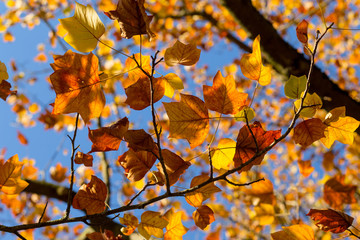 Autumn Leaves Sunny Fall Landscape Colorful Foliage Background