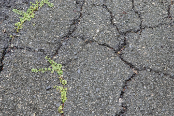 Obraz premium Macro closeup on concrete asphalt cracks on the road