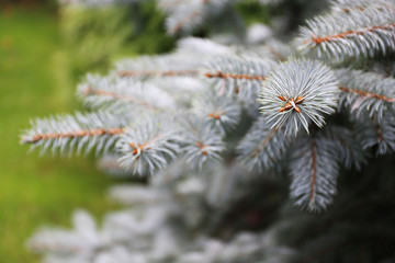 Pine tree, closeup