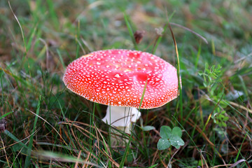 Toadstool growing in the forest
