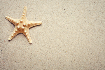 Sea shells on sand. Starfish