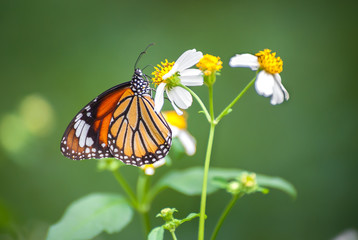 Closeup of the .Common Tiger butterfly (Danaus genutia) feeding on a garden flower