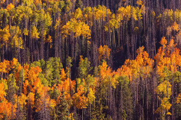 Autumn forest