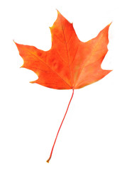 Maple leaf isolated on white