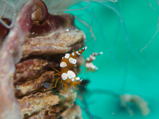 Anemone Shrimp
