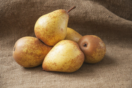 Juicy ripe pear close-up, against the background of burlap, sack