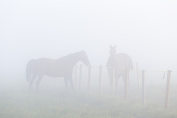 Naklejka na ściany i meble Horses in morning fog