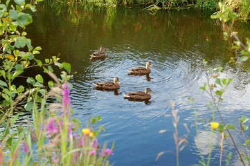Дикие утки летом плывут по водоему среди зарослей травы и кустов