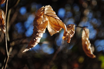 Braunes Blatt,Herbst