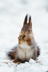 Белка зимой на снегу