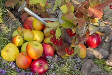 composition of pumpkins, garden watering and apples in autumn garden
