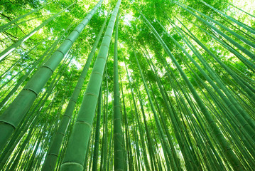 Obrazy na Plexi  Japoński krajobraz, bambusowy gaj, Kioto