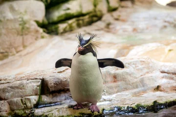 Plexiglas foto achterwand pinguïn © vovan