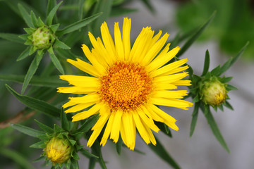 Closeup of yellow Sunwheel flower (Buphthalmum Salicifolium)