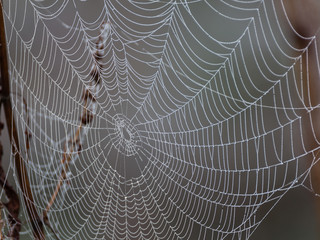 Telara&ntilde;a en una planta
