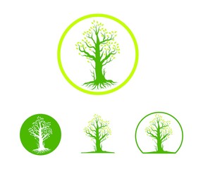 oak old tree illustraton logo wise template