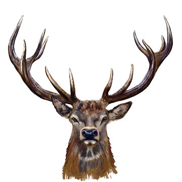 deer head digital painting/ deer head in front