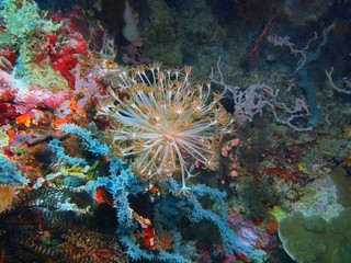 Soft coral, Island Bali