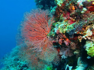 Naklejka na ściany i meble Gorgonian coral, Island Bali