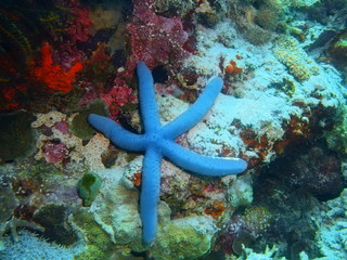 Starfish, Island Bali