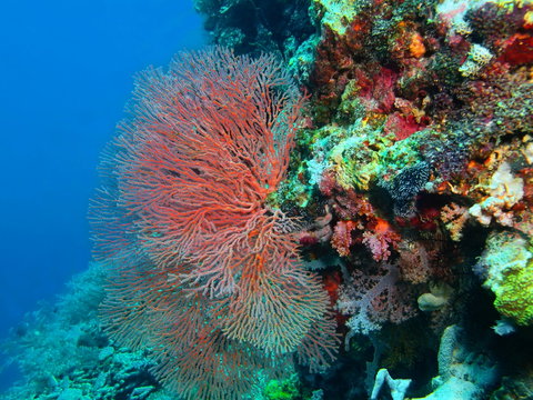 Gorgonian coral, Island Bali