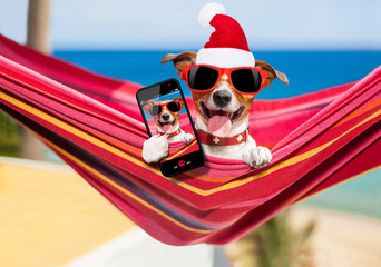 dog on hammock at christmas taking a selfie 