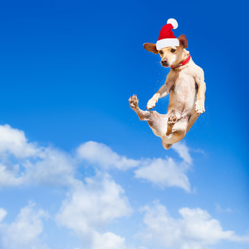 santa claus  jumping dog