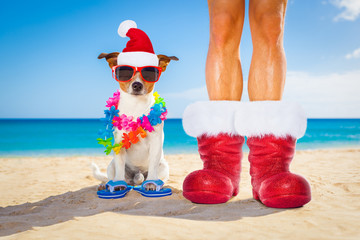 dog on hammock at christmas taking a selfie 