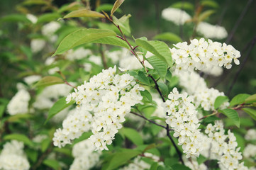 blooming cherry tree (lat.Prunus padus) closeup, local focus, shallow DOF, toned 