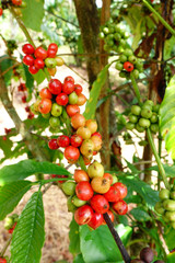 Coffee beans ripening on a tree.
