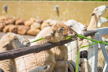 sheep in farm