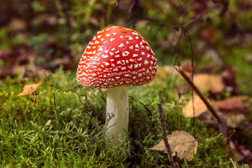 Amanita Mushroom in Forest
