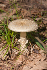 Amanita fungi