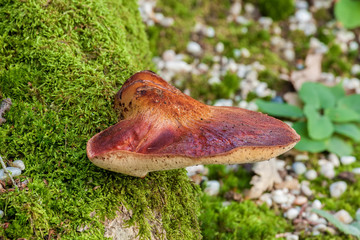 Beefsteak fungus