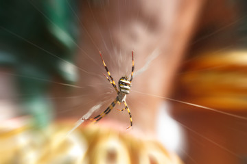 Spider climbs on web with bokeh.