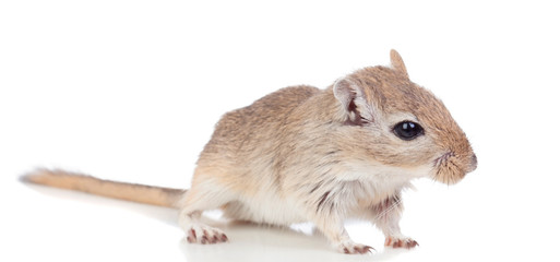 Profile of a funny gergil