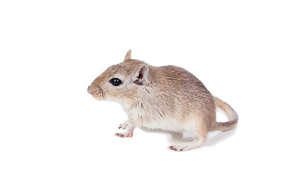 Profile of a funny gergil