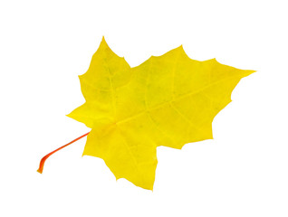 Norway maple leaf isolated on white background