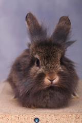 Cute lion head rabbit bunny lying on a wood box