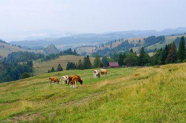 Fototapeta na wymiar Cattle in Pieniny hills, Poland