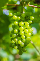 Branch of green grapes