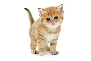 Little kitten breed British