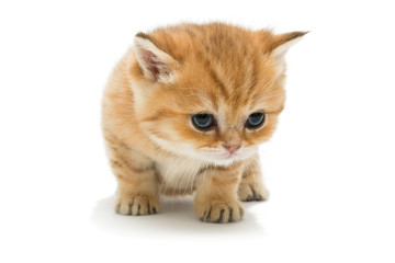 Little kitten breed British