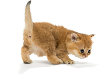 Small red British kitten