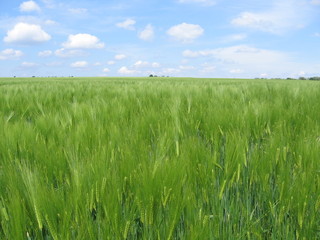 Field of green wheat